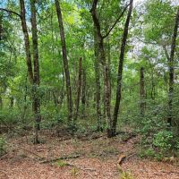 21 - Acres with Mature Timber for sale in Camden County GA images 2