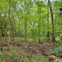 21 - Acres with Mature Timber for sale in Camden County GA images 4