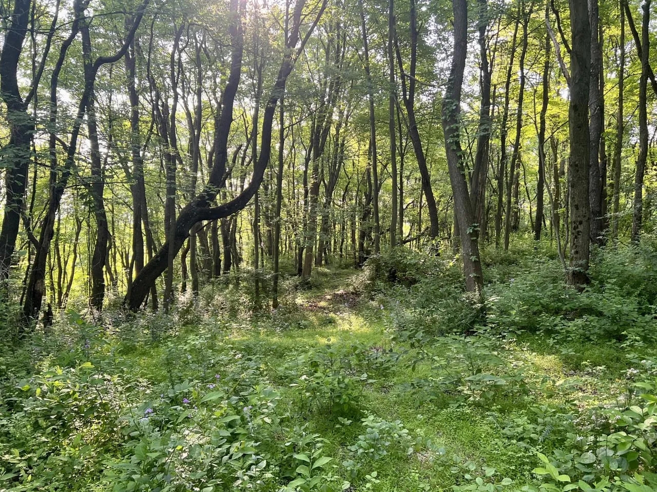 Love and Emory Hill Rd. Westmoreland County 132 acres Hunting Land