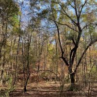 20 Acres in Independence images 4