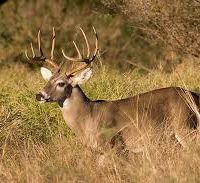 494,720 Acres Game Management Unit 3A deer hunting land in Navajo, AZ images 4