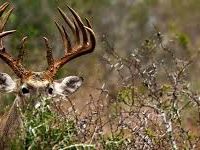 494,720 Acres Game Management Unit 3A deer hunting land in Navajo, AZ images 3