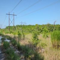118.6 acres of Hunting Land For Sale in Richmond County NC images 5