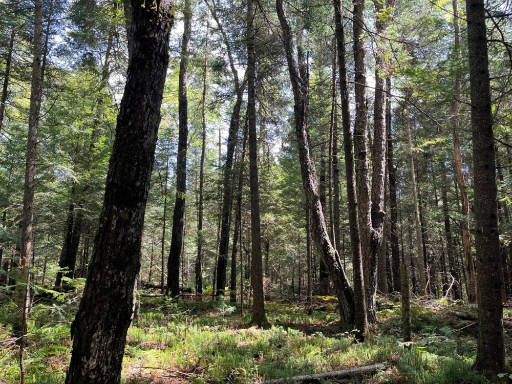 57 acre Hunting Land Next to State Land Diana NY featured image
