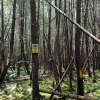 57 acre Hunting Land Next to State Land Diana NY images 2