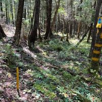 57 acre Hunting Land Next to State Land Diana NY images 3