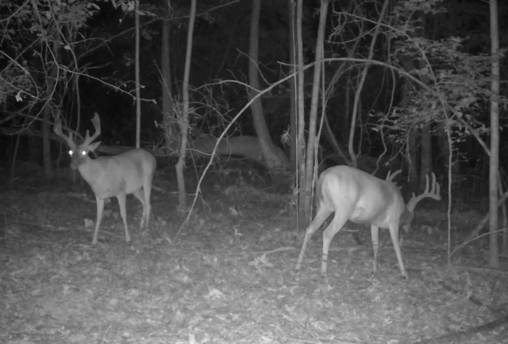 45.51 Acres in Oktibbeha County MS featured image