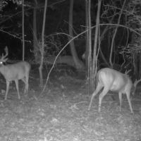45.51 Acres in Oktibbeha County MS