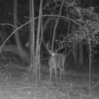 45.51 Acres in Oktibbeha County MS images 2