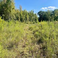 45.51 Acres in Oktibbeha County MS images 3