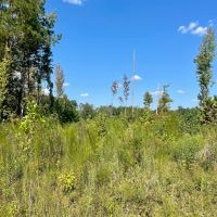 45.51 Acres in Oktibbeha County MS images 4