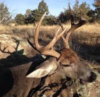 Game Management Unit 27 2,754 acres turkey & bear hunting land in Greenlee, AZ images 3