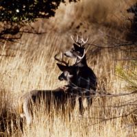 Game Management Unit 27 2,754 acres turkey & bear hunting land in Greenlee, AZ