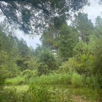 75 acres- Mature Timber- Salem School District images 4