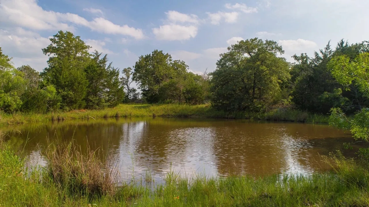 Lone Star Sanctuary 237 Acres CR 462 Harwood TX Hunting Land for Sale