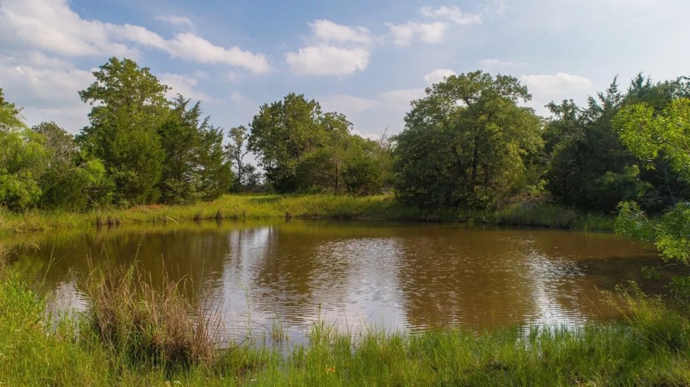 Lone Star Sanctuary - 237 Acres - CR 462 Harwood TX featured image