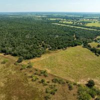 Lone Star Sanctuary - 237 Acres - CR 462 Harwood TX images 5
