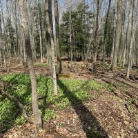 5 acre Building Lot and Recreational Land with Creek in Grove NY CR15B