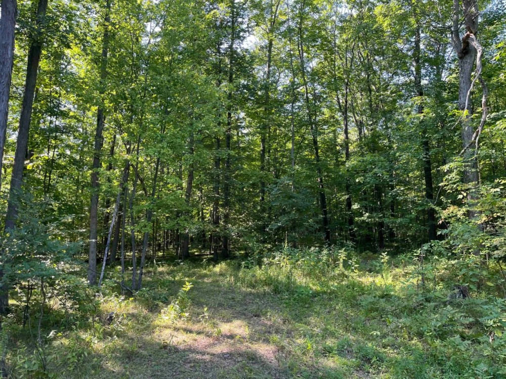 49 acres Woodlands bordering County Forest in Grove NY England Hill Rd featured image