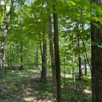 49 acres Woodlands bordering County Forest in Grove NY England Hill Rd images 2