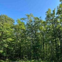 49 acres Woodlands bordering County Forest in Grove NY England Hill Rd images 3