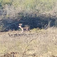 Small 22 acre bow hunter exclusive shares fence with 10,000 acre preserve lots of deer and turkey