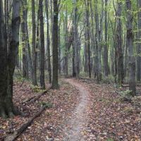 2,191 Acres Chestnut Ridge WMA Deer Hunting Land in Greenville, SC
