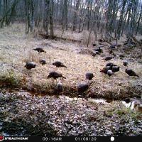 Land For Sale - Perc Tested 4.3 - Acres On Eel River - Kosciusko County - North Manchester IN images 3