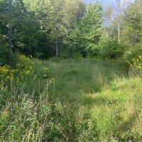 13 acre Building Lot and Recreational Land in Belfast NY 6956 County Road 17 images 2