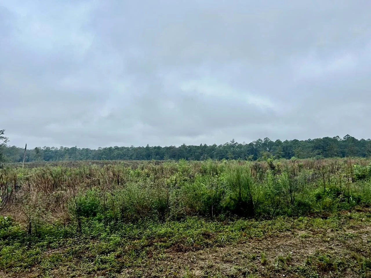 Vancleave MS Land for Sale 112 Acres Hunting Land for Sale