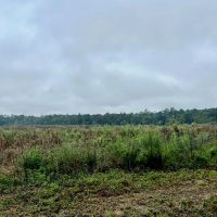 Vancleave MS Land for Sale 112 - Acres images 2