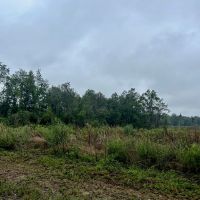 Vancleave MS Land for Sale 112 - Acres images 3