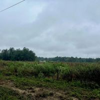 Vancleave MS Land for Sale 112 - Acres images 4