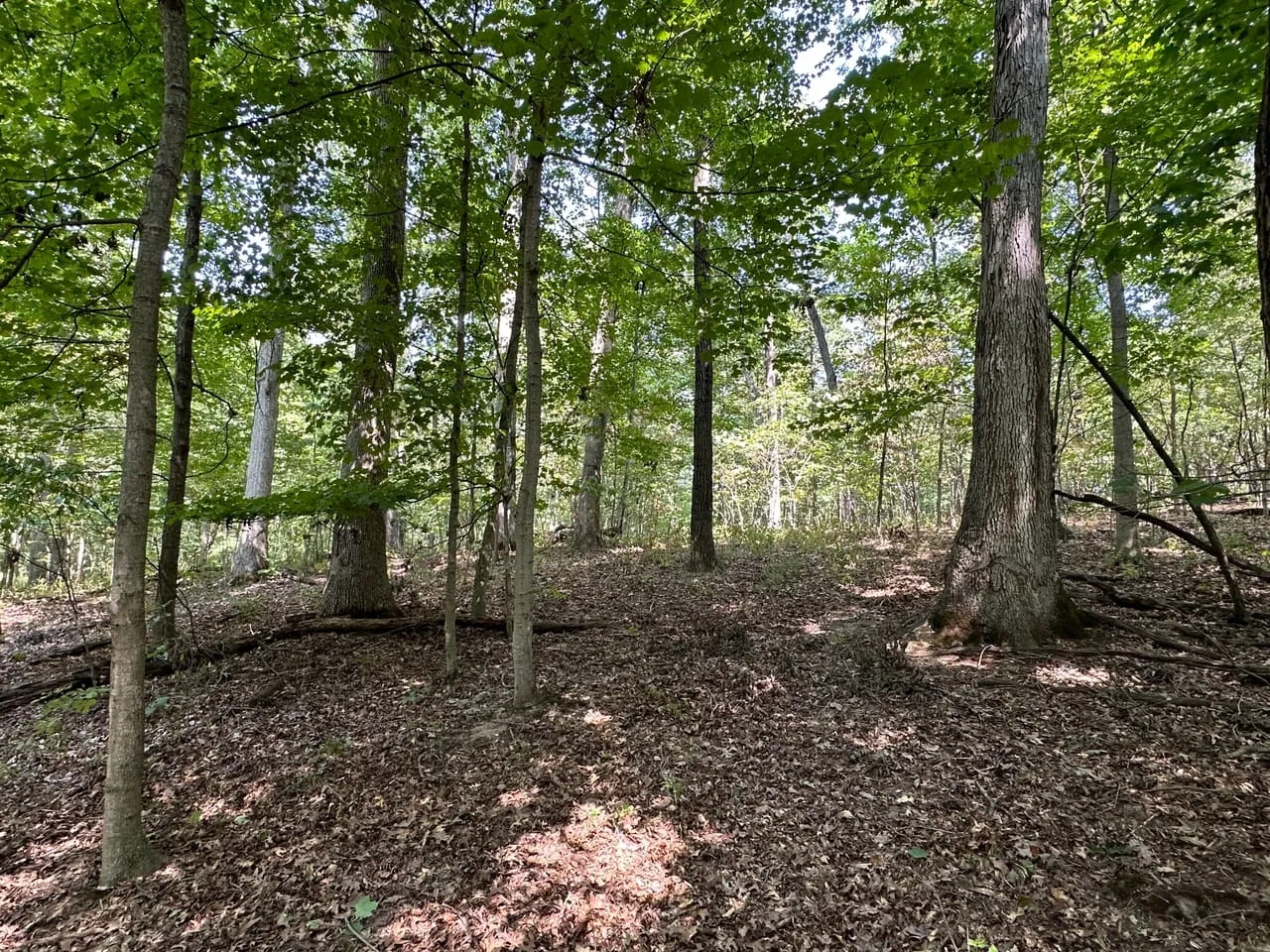 Friendly Grove 119 Hunting Land for Sale