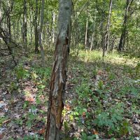 Friendly Grove 119 images 3