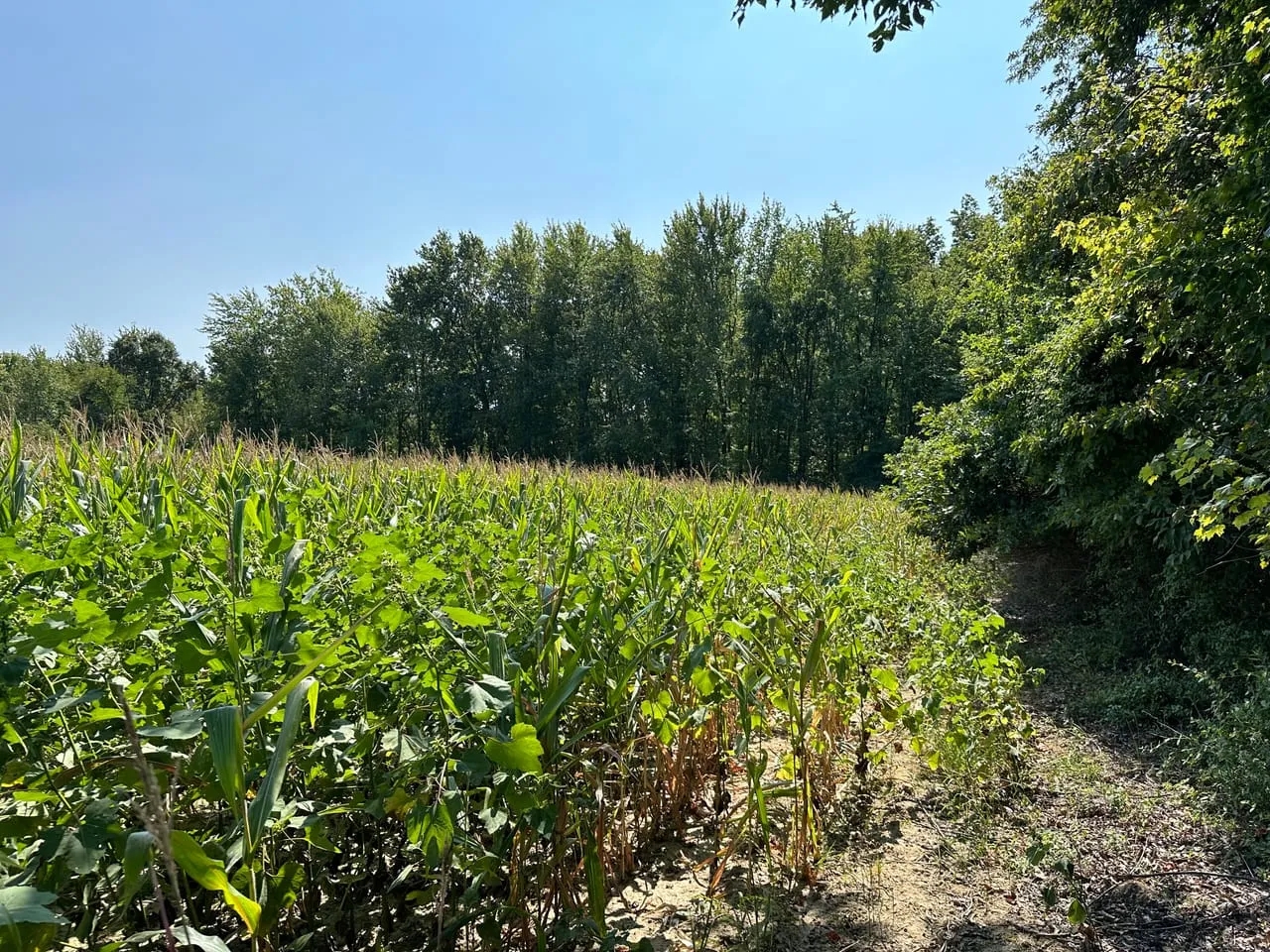 Friendly Grove 119 Hunting Land for Sale