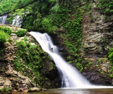 461 Acres Brasstown Creek Heritage WMA Beer hunting land in Oconee, SC