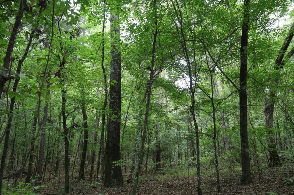 LA - Caldwell 9.5 acres - featured image