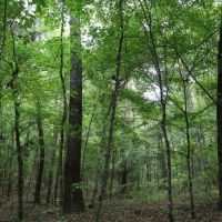 LA - Caldwell 9.5 acres -