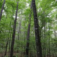 LA - Caldwell 9.5 acres - images 3