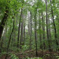 LA - Caldwell 9.5 acres - images 4