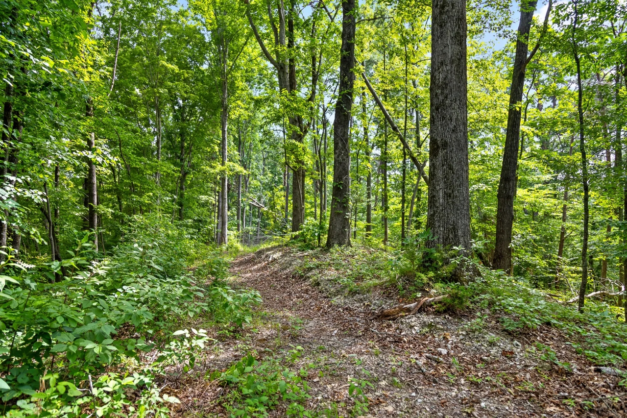 23.4 Acre Recreational Retreat near Lookout Mountain Hunting Land