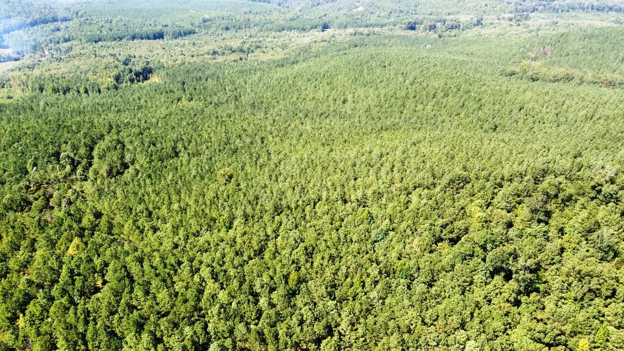 Sipsey Creek Farm Hunting Land for Sale