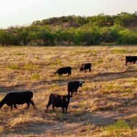 Buckaroo Butte Ranch images 5