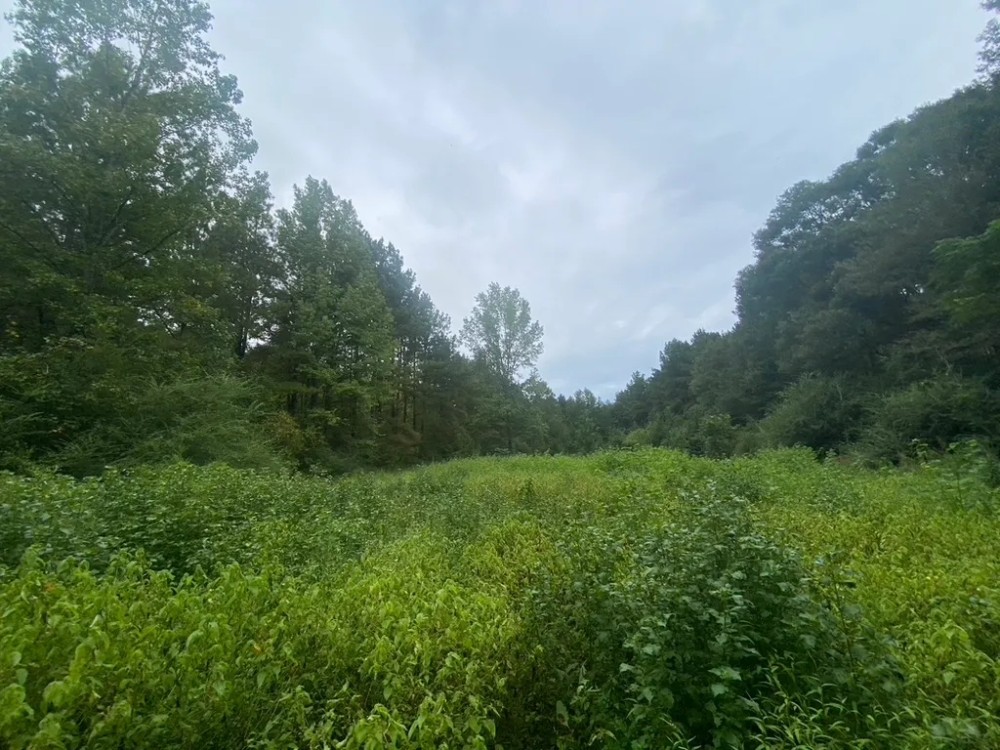33 acres- Mature Timber- Salem School District featured image