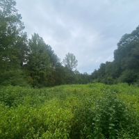 33 acres- Mature Timber- Salem School District images 1