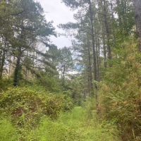 33 acres- Mature Timber- Salem School District images 3