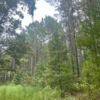 33 acres- Mature Timber- Salem School District images 4