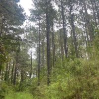 33 acres- Mature Timber- Salem School District images 5