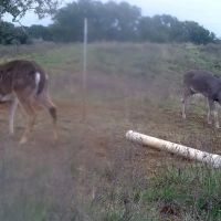 Cherokee Whitetails images 1